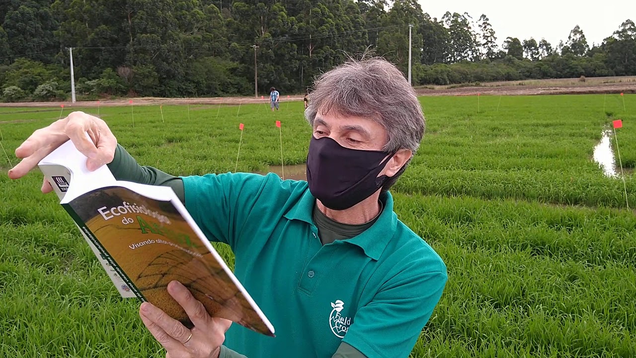 Segunda adubação nitrogenada em cobertura no arroz