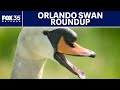 Orlando Swan Roundup Here S Why City Collects The Swans Each Year