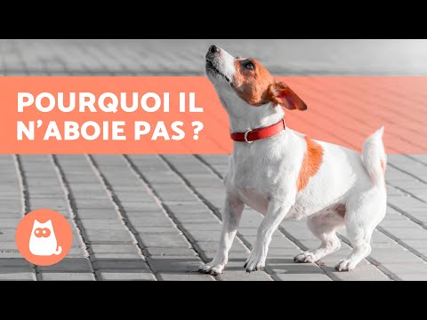 Pourquoi MON CHIEN N'ABOIE PAS ? 🐶🔇 (4 raisons)