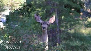 I'll Never Know by Dj Quads (Vlog Music)