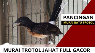 Download lagu Suara murai trotol GACOR ‼️ MP3 pancingan murai batu TROTOL jantan agar cepat belajar bunyi NGEPLONG mp3
