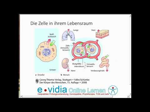 Grundlagen Aufbau der Zelle