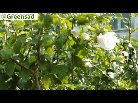 Гибискус сирийский - видео-обзор от Greensad
