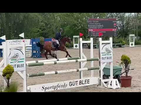 Kisses 6 y/o mare by Conditus X Clearway