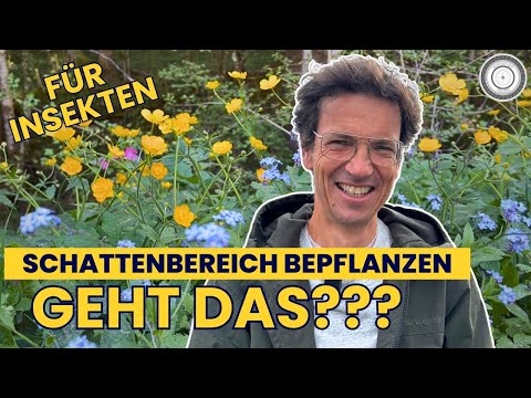 SCHATTENBEREICH bepflanzen - Inspirationsquelle NATUR + REAKTION auf ReNature & MEGABAUSTELLE