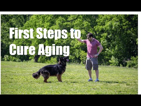 Curing Aging Dogs Will Fund Human Aging Cures