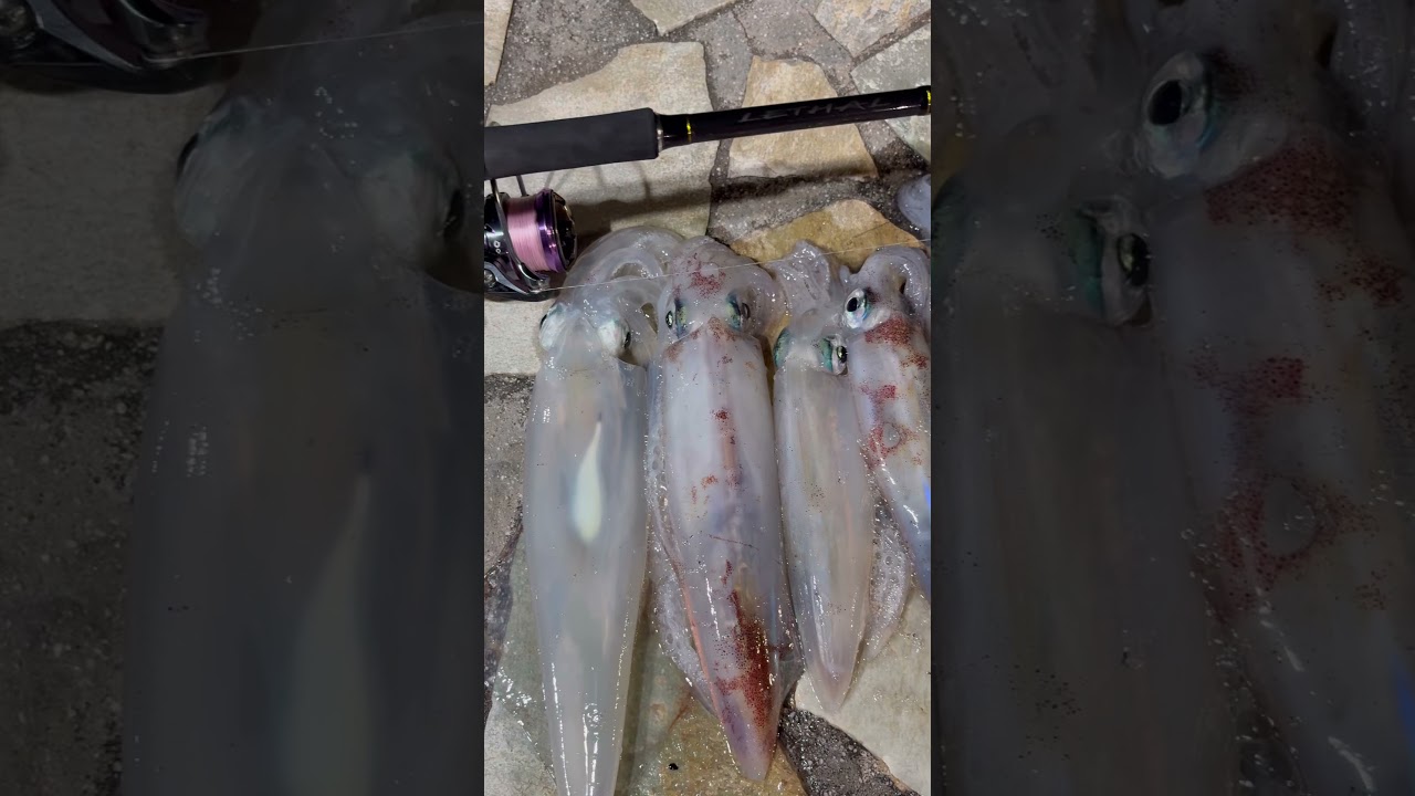 Lethal 86ML: το νέο καλάμι Eging by Oceanic Team🆕🦑