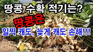 땅콩 캐기 적기는? 땅콩은 일찍 캐도, 늦게 캐도 손해...(땅콩 재배, 땅콩 수확기, 땅콩 열리는 이치, …