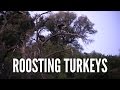 Roosting Gobblers Spring Thunder How To 8
