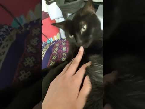 Do you let your cat lick you?