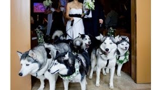 Groom and bride hold their wedding with their dogs.