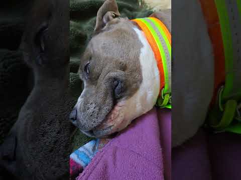 good morning Bronx😍💯 #amstaffinit #bronxandroxy #godblessaustralia