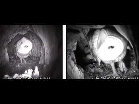 MrsSpots shows the ants who's boss, plus solitary GHOW hoot - Audubon Starr Ranch, Ca.