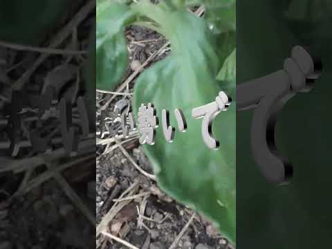  1つの植物からたくさんのトマトを得るにはどうすればよいですか？美しく豊かな収穫を楽しむための 5 つのシンプルだが効果的なヒント  庭園