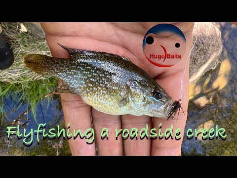 Exploring tiny roadside creek! 3:33