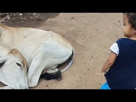 గోమాత vennela at her village with beautiful location, amazing creatures 😍