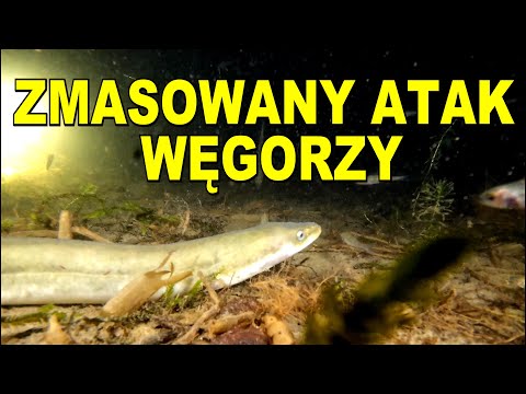 NURKOWANIE  05.07.2024 JEZIORO MORZYCKO  MORYŃ