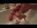 New Babies First Bath With Gopro