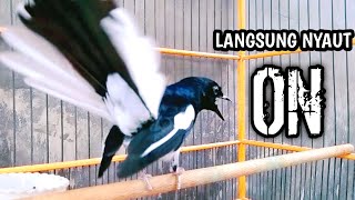 Download lagu LANGSUNG NYAUT ON BIKIN EMOSI KACER LAIN  !! PANCINGAN KACER GACOR PASTI NYAUT AMPUH. mp3