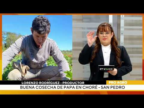 Buena cosecha de papa en Choré - San Pedro