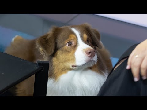 Intervenciones asistidas con perros con fines terapéuticos, educativos y lúdicos🔅