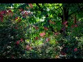 Michael Dulin - Love's Dream (Timeless)