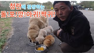 청란에 환장하는 돌!포!깡!아귀!짝귀