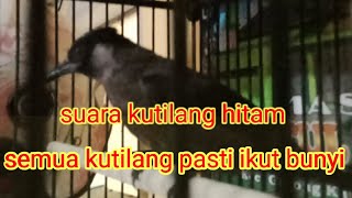Download lagu kutilang hitam pekat gacor buat pancingan bunyi mp3 Download lagu kutilang hitam pekat gacor buat pancingan bunyi mp3