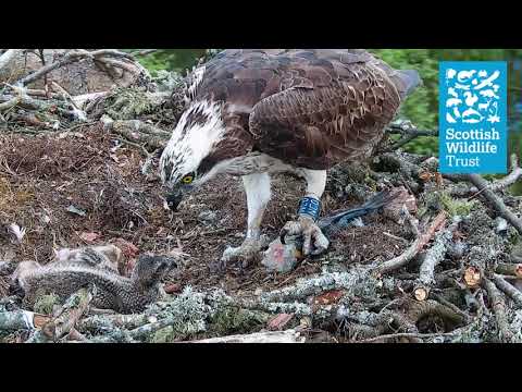 Well Fed Chicks - Loch of the Lowes osprey webcam (2021)