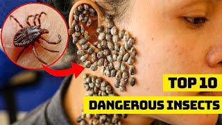 The Ten Most Threatening Insect Species |  Ten Most Harmful Insects | Insect That Pose Serious Risks
