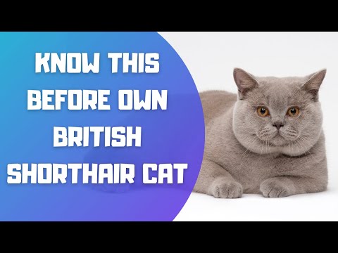 British Shorthair Cat Breed Portrait - What You NEED to Know Before Owning!!