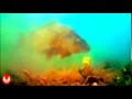 Ловля карпа на бойлы, видео под водой Fishing carp baits underwater 