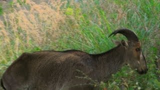 Nilgiri Tahr in Valparai, Tamilnadu