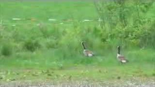 Bird Scare Tape in Lakeville, Conn.