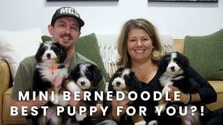 Mini Bernedoodle Puppy | TOP Reasons Why This Puppy Is PERFECT For You!
