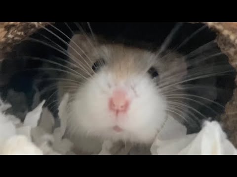 Hamster Scared Of Camera