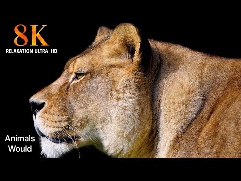 Animals of South America 4K   Scenic Wildlife Film With Calming Music