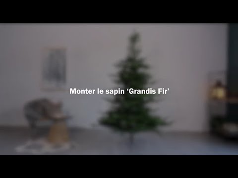 SAPIN%20DE%20NO%C3%8BL%20GRANDIS%20FIR%202%2C4m%20VERT%20162cm%20diam%202935%20TIPS