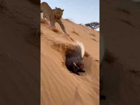 Did the Hunter Just Choose the Wrong Prey? #shorts