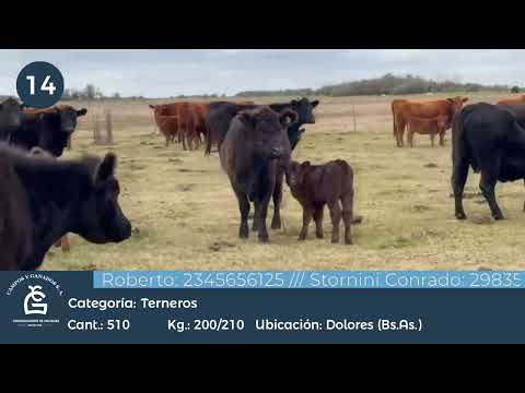 Lote MACHOS A TERMINO  - DOLORES/ GRAL GUIDO BS AS