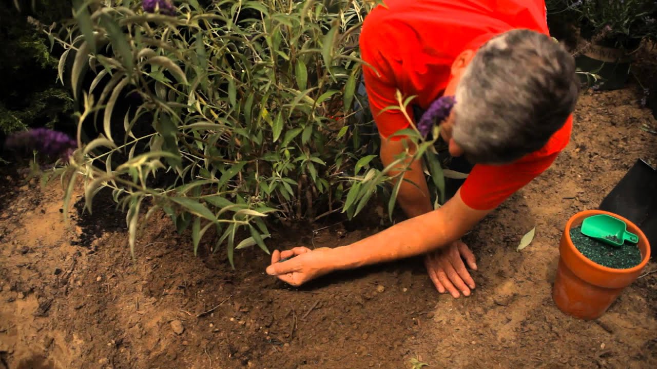 How Do I Plant & Care for a Butterfly Bush? : Garden Savvy - YouTube