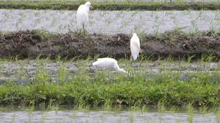 鳥、鳥動画（アマサギ（猩々鷺、飴鷺）１２０６２２０６）