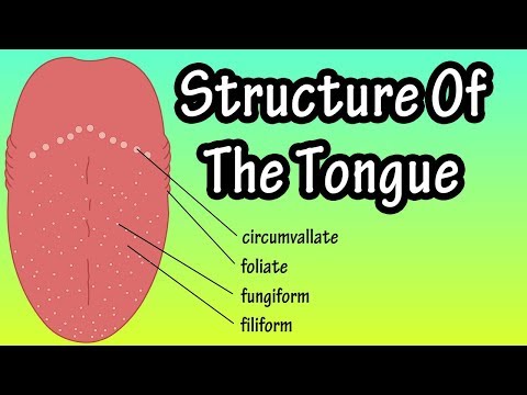 Structure Of The Tongue - Functions Of The Tongue - What Are Taste Buds