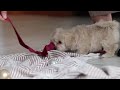 Maltipoo dogs for sale: Camila - Video 1