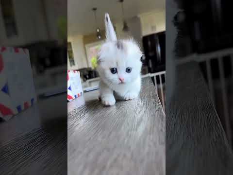 Best Cat Instagram Hashtags for Maximum Likes and Followers!