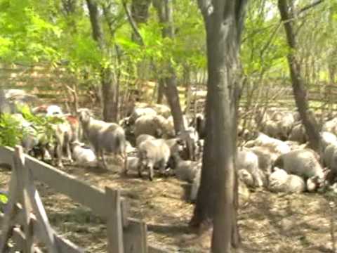 17 DRUMETIA "PE DEALURILE ARDEALULUI" 10 MAI 2009 RACIUTVS1