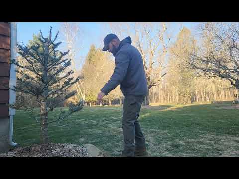 Pruning Pruning and Pruning - Bonsai - Garden - Yamadori Trees