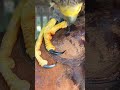 RAZOR SHARP PEREGRINE FALCON TALONS CLOSEUP