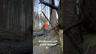 Great view of a #windblown tree root plate prep and removal using a #stihl #chainsaw ...check it out