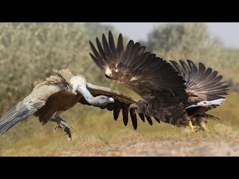 Eagle VS Vulture - Can Eagle rob a delicious prey from a giant Vulture